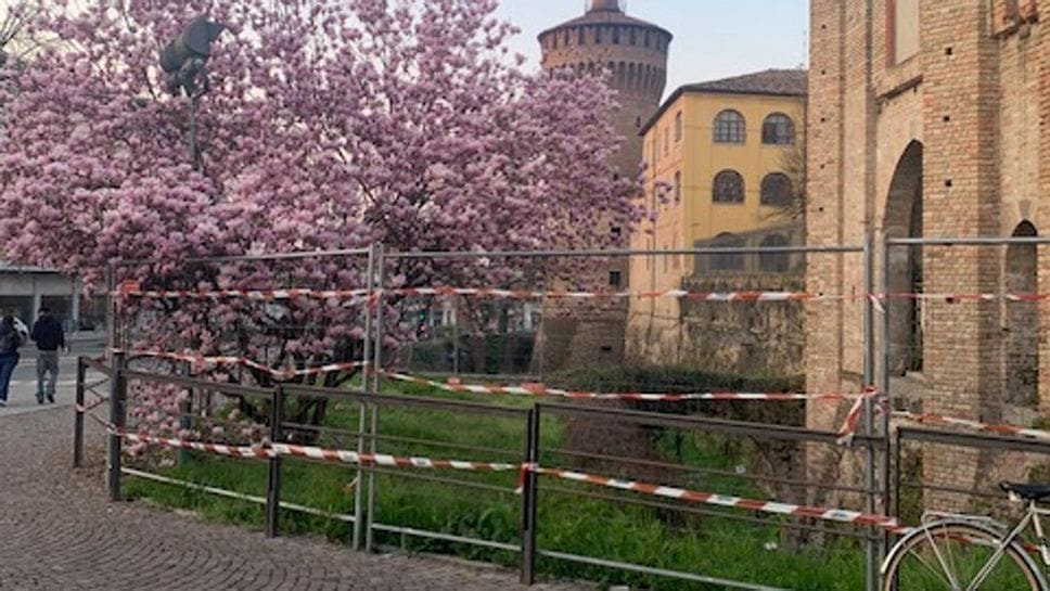 LODI «L’ennesimo “delitto” al patrimonio arboreo del comune»