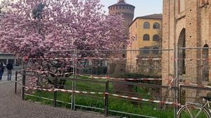LODI «L’ennesimo “delitto” al patrimonio arboreo del comune»