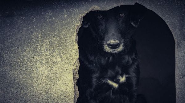 Cane abbandonato in auto: denuncia per una donna