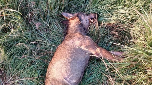 Lupo di 40 chili muore a Massalengo investito da un’automobile sulla provinciale