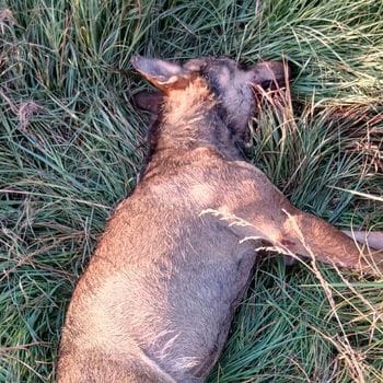 Lupo di 40 chili muore a Massalengo investito da un’automobile sulla provinciale