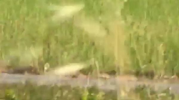 Il lupo va a caccia tra Motta Vigana e Villanova