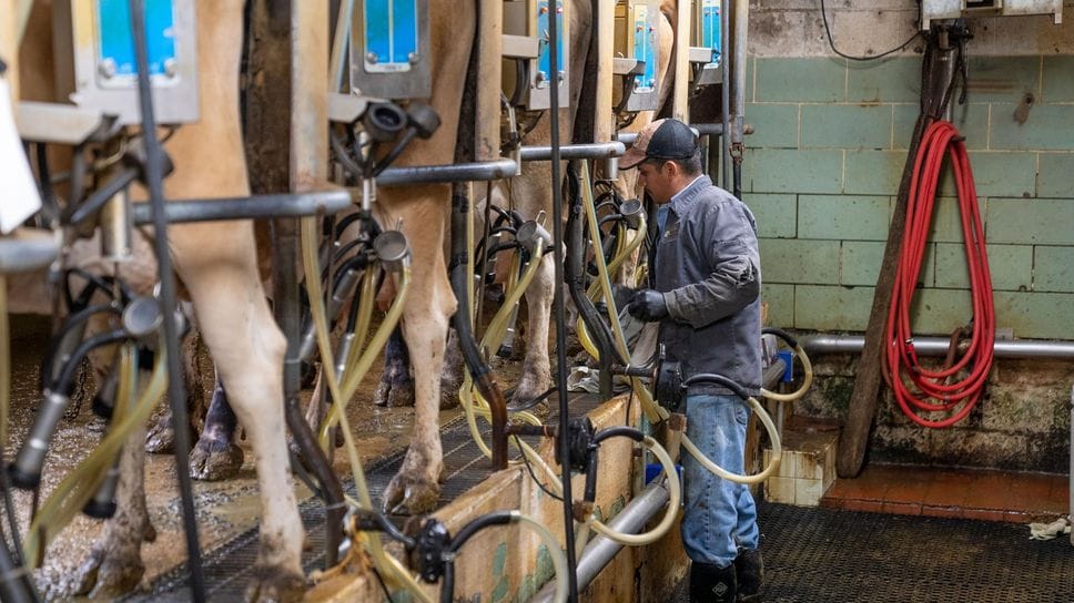 Approvate nuove tariffe, intesa sul costo del latte alla stalla