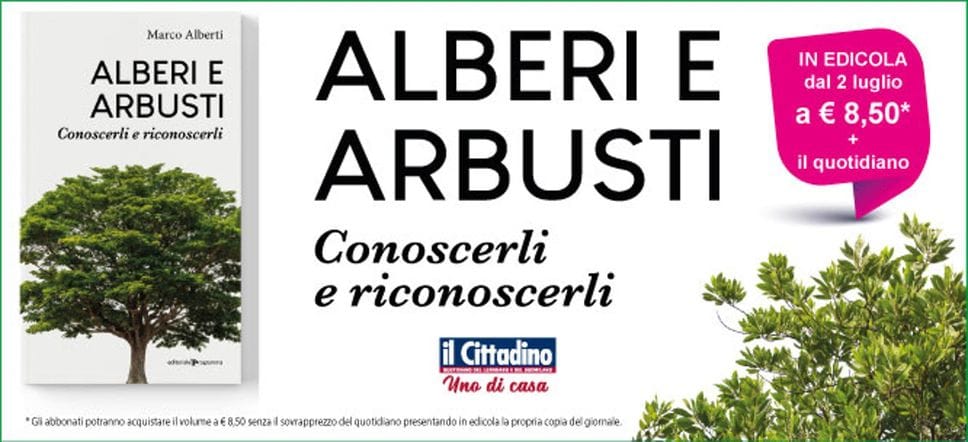 Alberi e arbusti