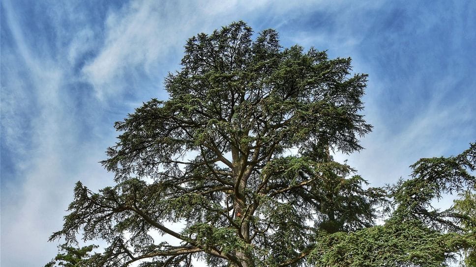 Alberi monumentali, inseriti due esemplari di Cavenago e Caviaga