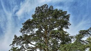 Alberi monumentali, inseriti due esemplari di Cavenago e Caviaga