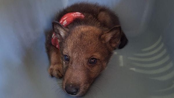 Cuccioli di lupo investiti da una mietitrebbia nel Mantovano: l’unico sopravvissuto salvato a Lodi