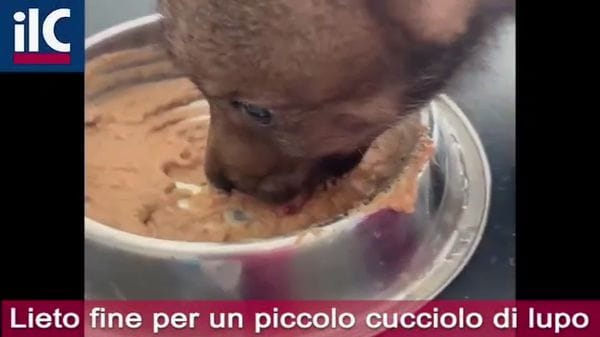 Piccolo lupo salvato. Le cure alla Facoltà di Veterinaria di Lodi