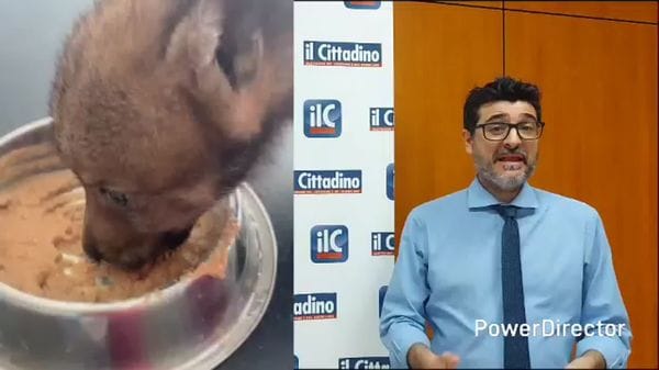 Il lupacchiotto curato all'Università di Veterinaria di Lodi e le altre notizie del giorno