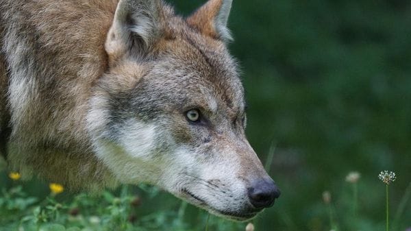 Lupo solitario uccide due vitellini a Bertonico