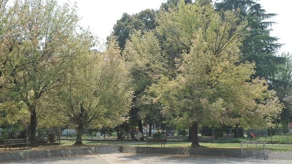 Più alberi nelle nostre città: è ora di partire