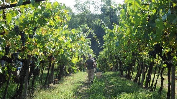 È allarme caldo anche per la vite «Piante giovani in sofferenza»
