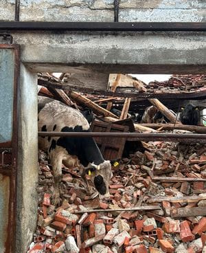 Cascina Paderno, crolla la stalla: mucche e manze restano sepolte