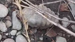 San Giuliano, trovata una granata a cascina Sesto Gallo