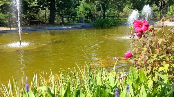 Tornano a zampillare le fontane del laghetto al parco delle Molazze