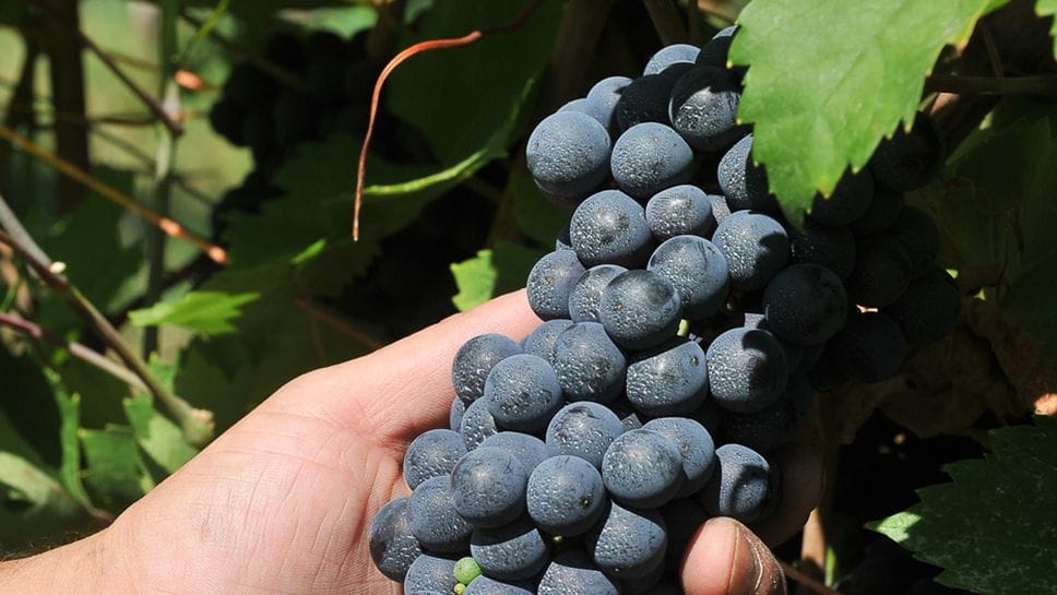 A San Colombano la vendemmia sta già partendo: «L’uva è bella e sana, ma la resa sarà ridotta»