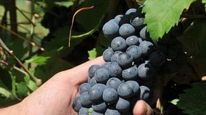 A San Colombano la vendemmia sta già partendo: «L’uva è bella e sana, ma la resa sarà ridotta»