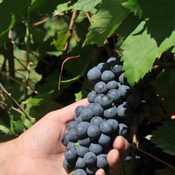 A San Colombano la vendemmia sta già partendo: «L’uva è bella e sana, ma la resa sarà ridotta»