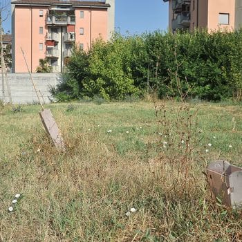 Strage di piante in via Montale a Lodi tra terra arida e arbusti morti