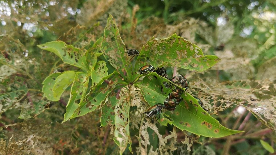Lodi invasa da Popilia e gatte pelose: il Comune corre ai ripari