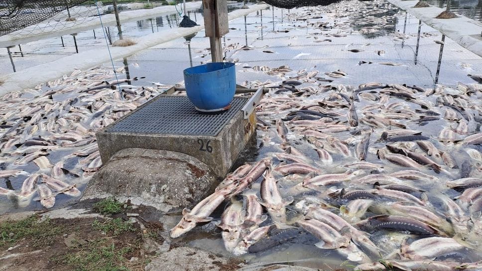 Disastro nel canale Muzza: migliaia di pesci morti per l’acqua calda