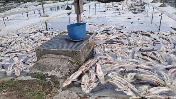 Disastro nel canale Muzza: migliaia di pesci morti per l’acqua calda