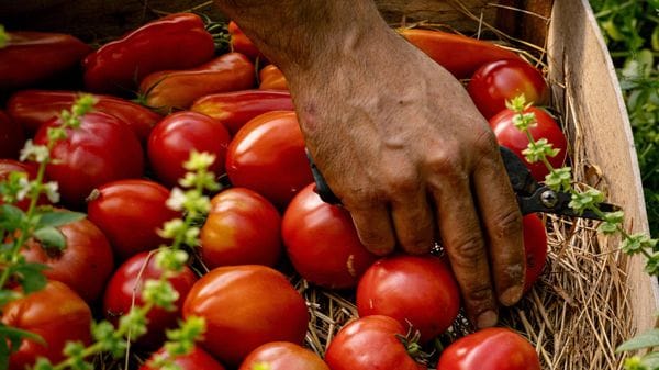 Raccolta in anticipo per i pomodori, ma nel Lodigiano questa è un’annata «favolosa»