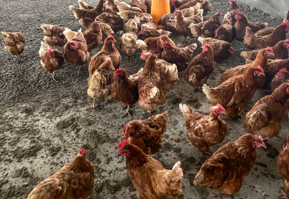 Boom delle uova, «alimento sano»