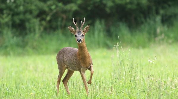 In due anni 30 incidenti con animali: «Lupi e caprioli sono in aumento»