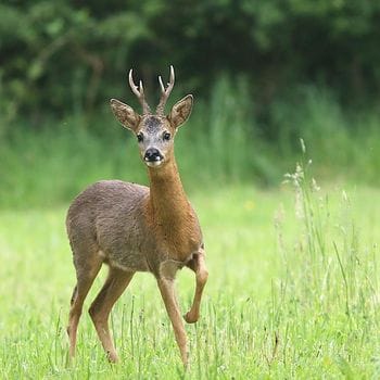 In due anni 30 incidenti con animali: «Lupi e caprioli sono in aumento»