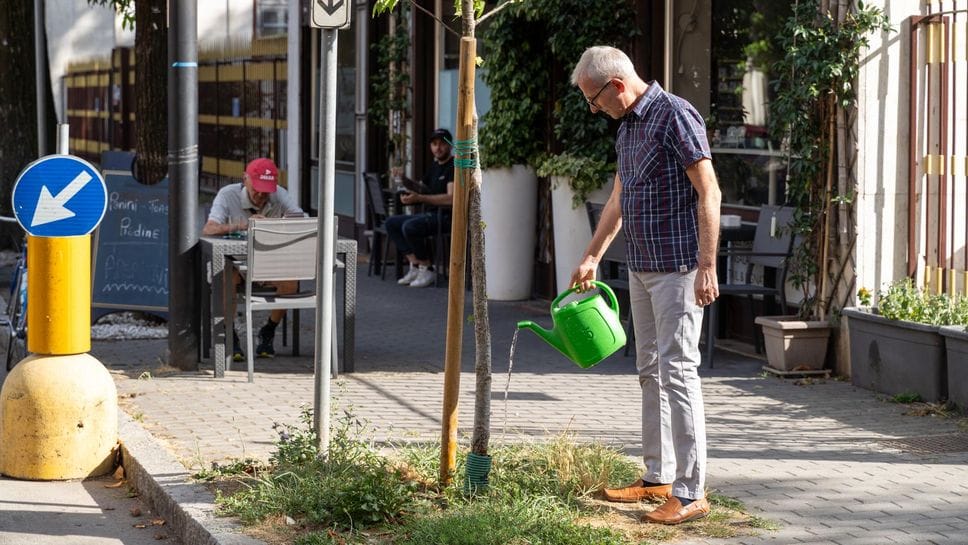 Nuovi alberi in sofferenza in viale Rimembranze, è un residente a prendersene cura