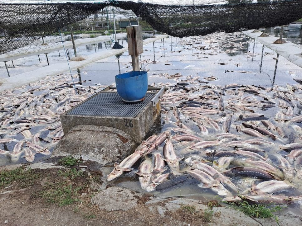 Pesci morti, riduzione produzione centrale Ep per frenare l’acqua calda