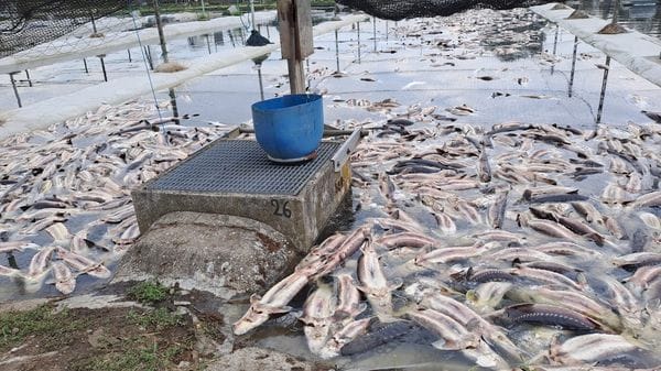 Pesci morti, riduzione produzione centrale Ep per frenare l’acqua calda