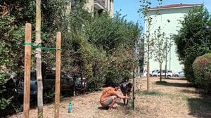 Alle Fanfani una famiglia “salva-piante”: da un mese si occupa dell’aiuola sotto casa