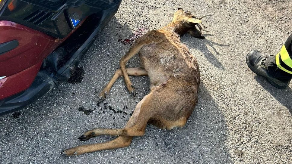 Investe un capriolo, poi l’auto prende fuoco