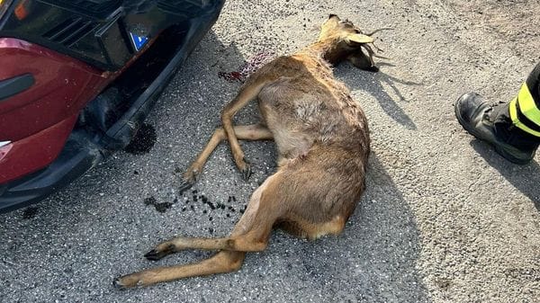Investe un capriolo, poi l’auto prende fuoco