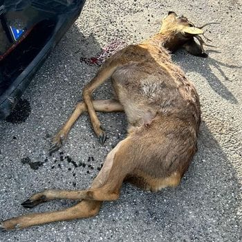 Investe un capriolo, poi l’auto prende fuoco