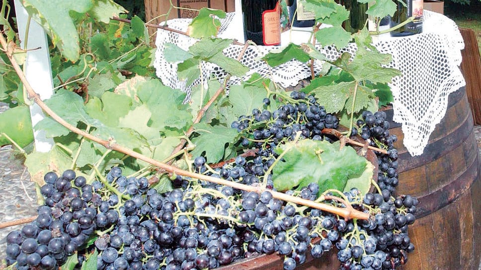 «Il vino è anche cultura e tradizione, andrebbero approfondite di più» 