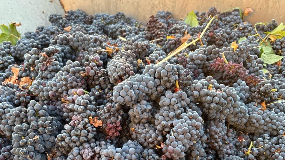 Vendemmia anticipata per il grande caldo: «Qualità buona, ma quantità ai minimi storici»