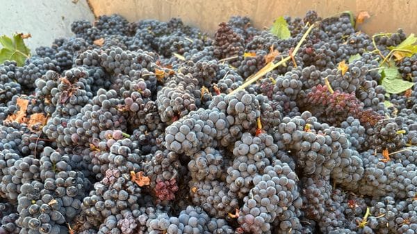 Vendemmia anticipata per il grande caldo: «Qualità buona, ma quantità ai minimi storici»