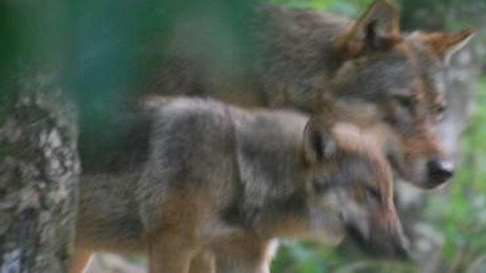 L’allarme lupi si allarga anche a San Colombano