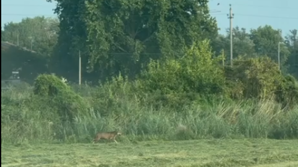 Lupi in un’azienda agricola di Salerano, trovata una mucca senza vita 