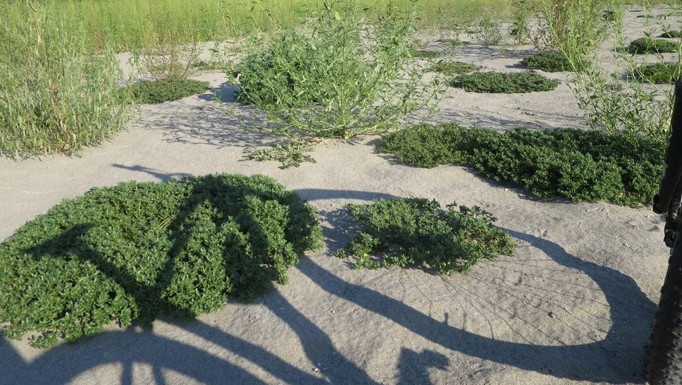 Il Po a Ferragosto: un deserto tra erbe infestanti e acqua bassa