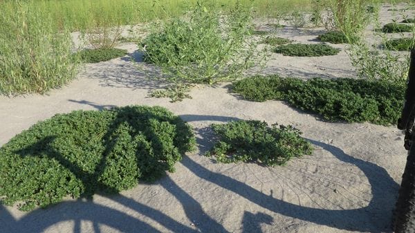 Il Po a Ferragosto: un deserto tra erbe infestanti e acqua bassa