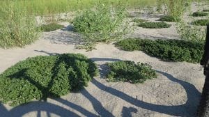 Il Po a Ferragosto: un deserto tra erbe infestanti e acqua bassa