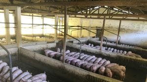 Peste suina, un bilancio pesante: persi 38 allevamenti e 61mila capi