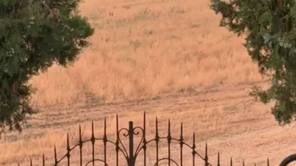 San Colombano: una coppia di lupi a spasso tra le case questa mattina - 1