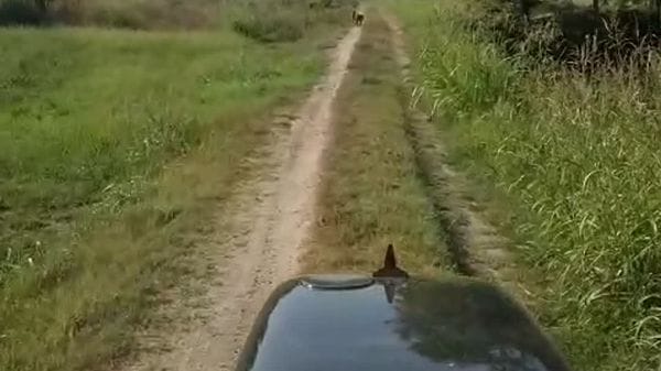 San Colombano - una coppia di lupi a spasso tra le case questa mattina - 2