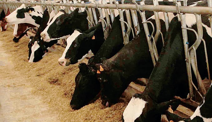 Lo stress termico nelle stalle in Lombardia mette in difficoltà il settore lattiero caseario