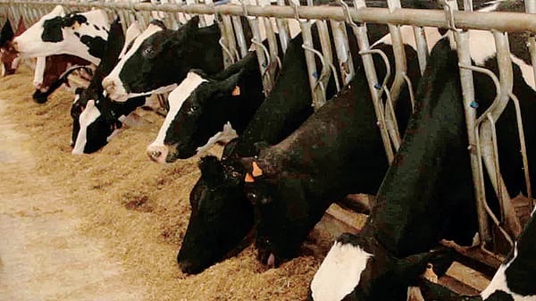 Lo stress termico nelle stalle in Lombardia mette in difficoltà il settore lattiero caseario